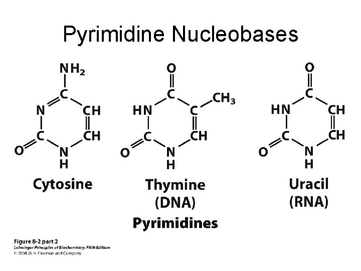 Pyrimidine Nucleobases 