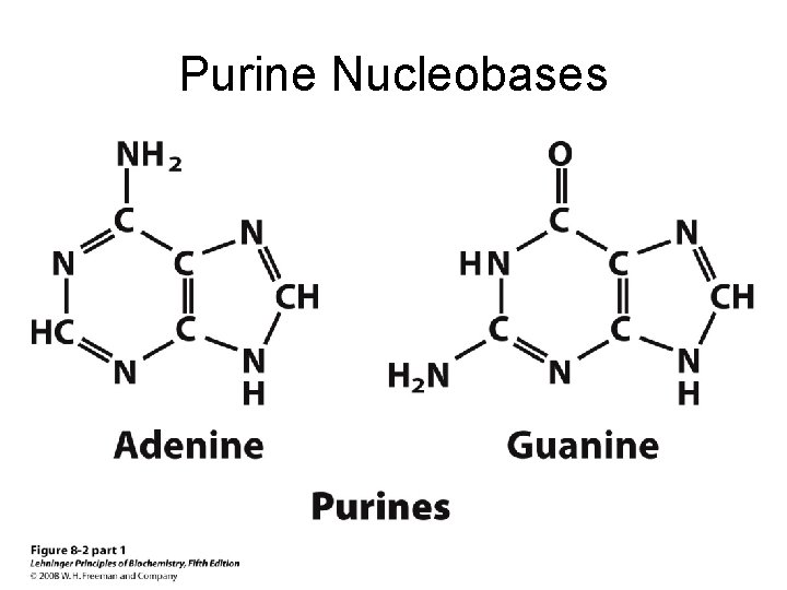 Purine Nucleobases 