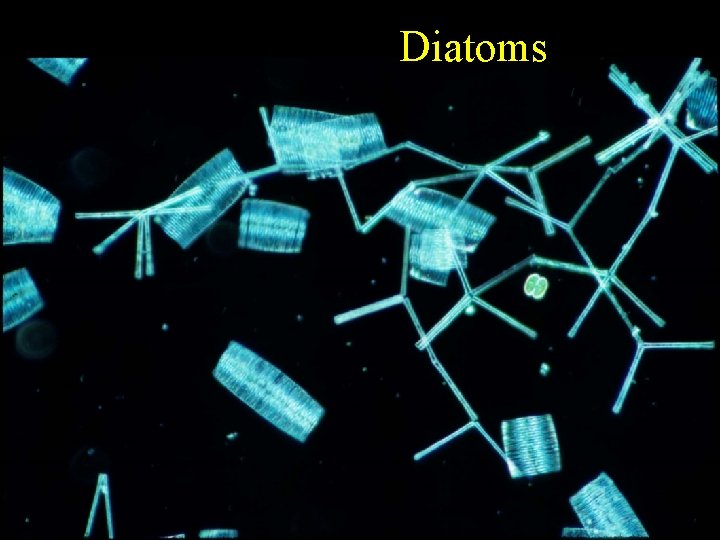 Diatoms 