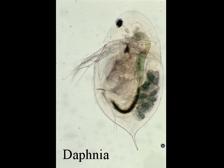 Daphnia 