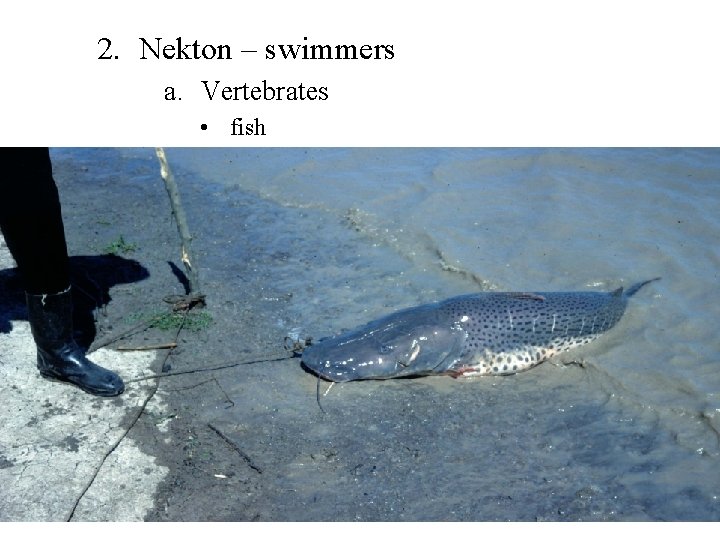 2. Nekton – swimmers a. Vertebrates • fish 