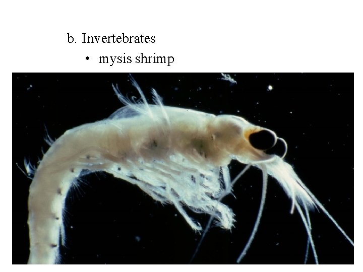 b. Invertebrates • mysis shrimp 