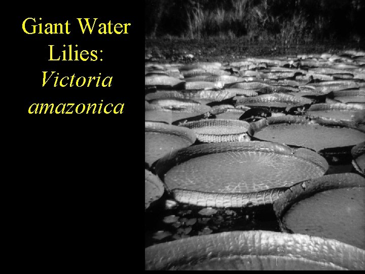 Giant Water Lilies: Victoria amazonica 