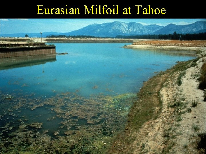 Eurasian Milfoil at Tahoe 