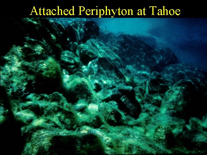 Attached Periphyton at Tahoe 