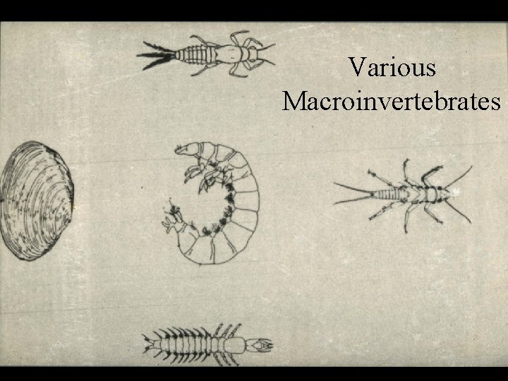 Various Macroinvertebrates 