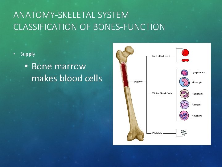 ANATOMY-SKELETAL SYSTEM CLASSIFICATION OF BONES-FUNCTION • Supply • Bone marrow makes blood cells 