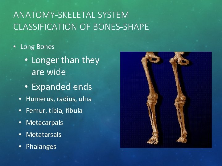 ANATOMY-SKELETAL SYSTEM CLASSIFICATION OF BONES-SHAPE • Long Bones • Longer than they are wide