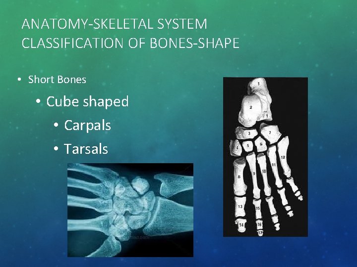 ANATOMY-SKELETAL SYSTEM CLASSIFICATION OF BONES-SHAPE • Short Bones • Cube shaped • Carpals •