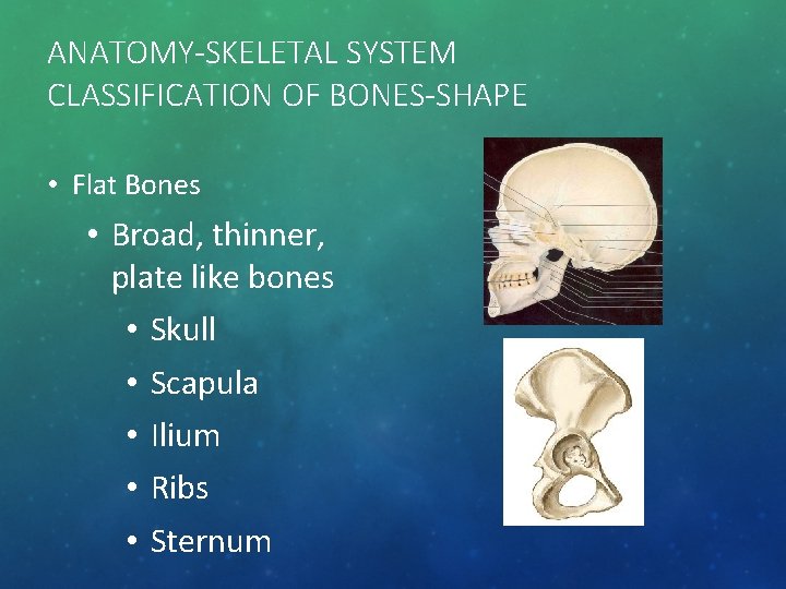 ANATOMY-SKELETAL SYSTEM CLASSIFICATION OF BONES-SHAPE • Flat Bones • Broad, thinner, plate like bones