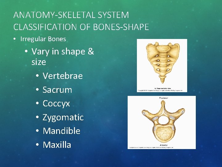 ANATOMY-SKELETAL SYSTEM CLASSIFICATION OF BONES-SHAPE • Irregular Bones • Vary in shape & size