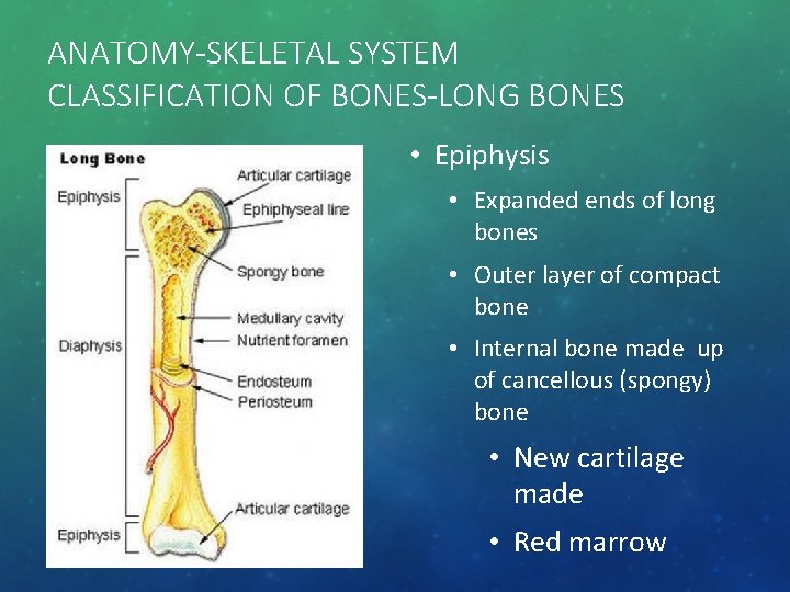 ANATOMY-SKELETAL SYSTEM CLASSIFICATION OF BONES-LONG BONES • Epiphysis • Expanded ends of long bones