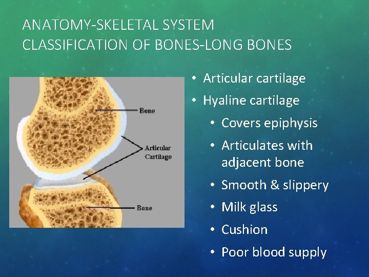 ANATOMY-SKELETAL SYSTEM CLASSIFICATION OF BONES-LONG BONES • Articular cartilage • Hyaline cartilage • Covers