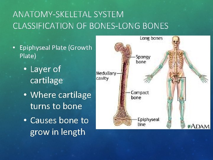 ANATOMY-SKELETAL SYSTEM CLASSIFICATION OF BONES-LONG BONES • Epiphyseal Plate (Growth Plate) • Layer of