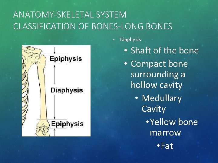 ANATOMY-SKELETAL SYSTEM CLASSIFICATION OF BONES-LONG BONES • Diaphysis • Shaft of the bone •