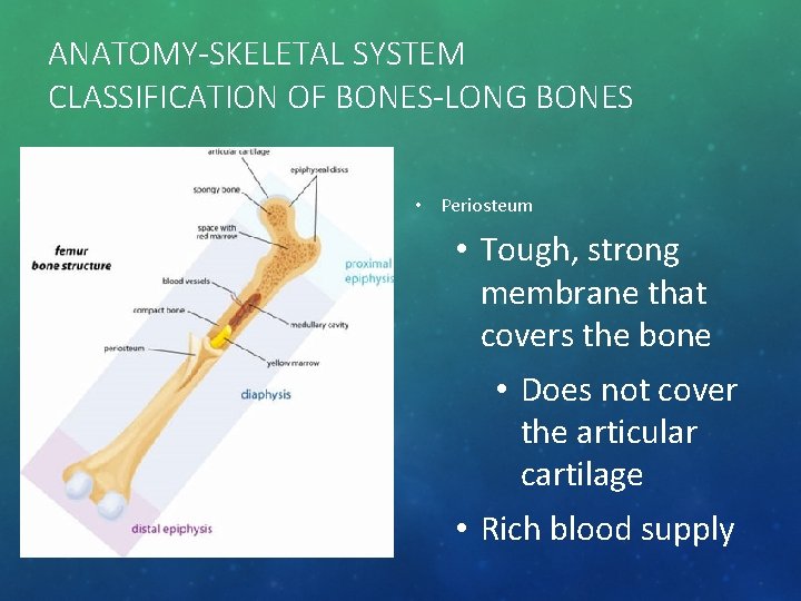 ANATOMY-SKELETAL SYSTEM CLASSIFICATION OF BONES-LONG BONES • Periosteum • Tough, strong membrane that covers