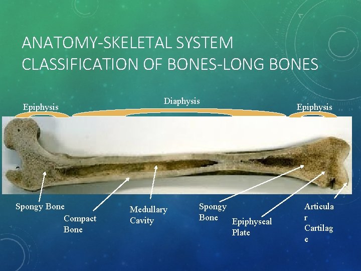 ANATOMY-SKELETAL SYSTEM CLASSIFICATION OF BONES-LONG BONES Epiphysis Spongy Bone Compact Bone Diaphysis Medullary Cavity