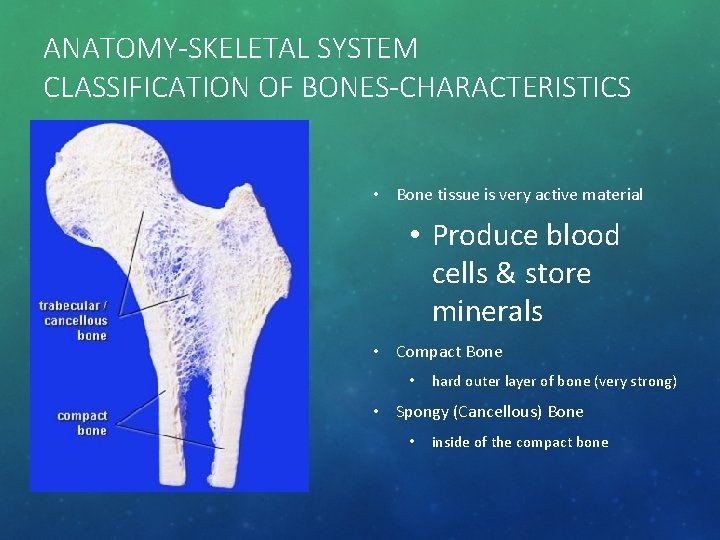 ANATOMY-SKELETAL SYSTEM CLASSIFICATION OF BONES-CHARACTERISTICS • Bone tissue is very active material • Produce