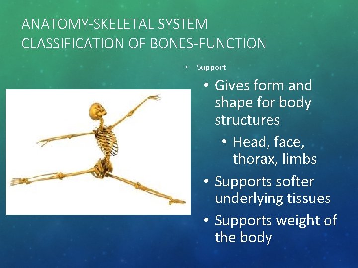 ANATOMY-SKELETAL SYSTEM CLASSIFICATION OF BONES-FUNCTION • Support • Gives form and shape for body