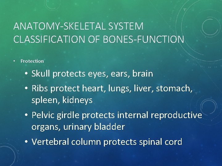 ANATOMY-SKELETAL SYSTEM CLASSIFICATION OF BONES-FUNCTION • Protection • Skull protects eyes, ears, brain •