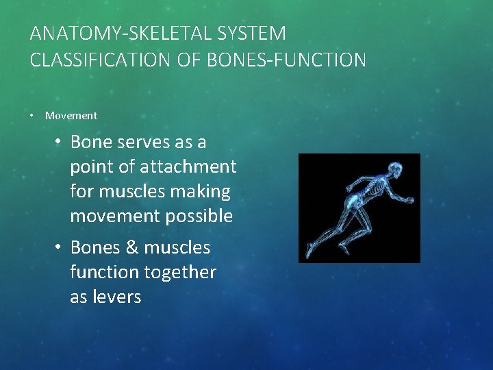 ANATOMY-SKELETAL SYSTEM CLASSIFICATION OF BONES-FUNCTION • Movement • Bone serves as a point of
