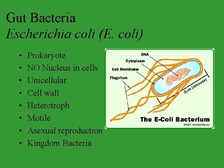 Gut Bacteria Escherichia coli (E. coli) • • Prokaryote NO Nucleus in cells Unicellular