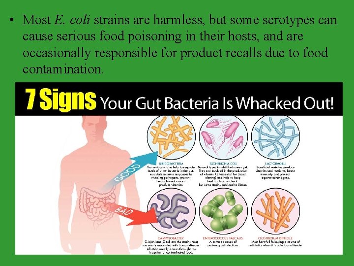  • Most E. coli strains are harmless, but some serotypes can cause serious