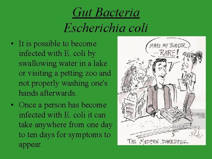 Gut Bacteria Escherichia coli • It is possible to become infected with E. coli
