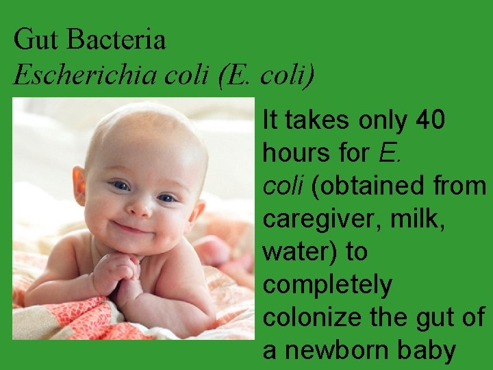 Gut Bacteria Escherichia coli (E. coli) It takes only 40 hours for E. coli