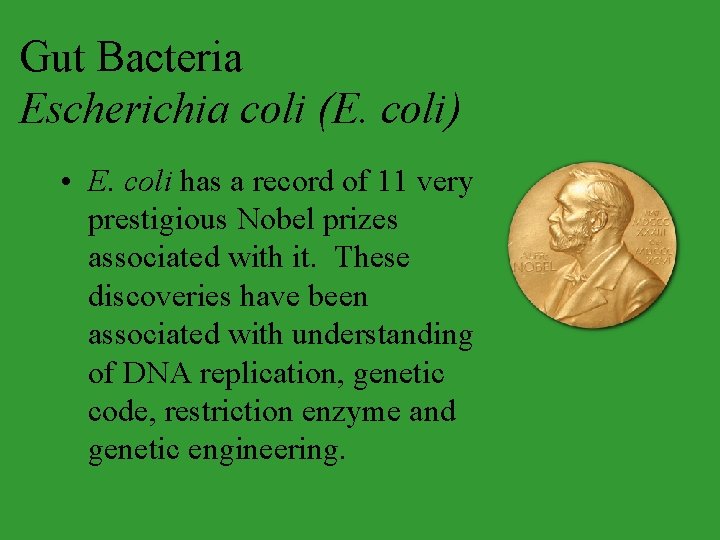 Gut Bacteria Escherichia coli (E. coli) • E. coli has a record of 11