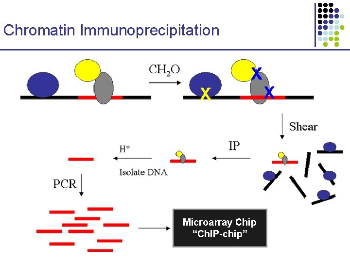 Chromatin Immunoprecipitation Microarray Chip “Ch. IP-chip” 