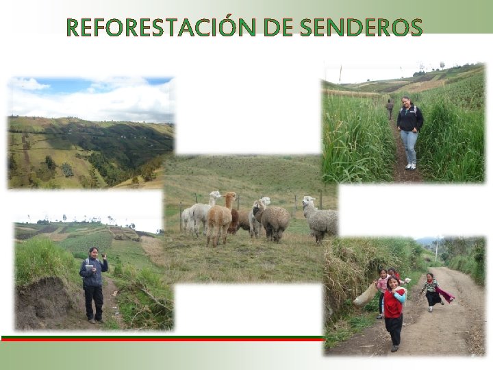 REFORESTACIÓN DE SENDEROS 