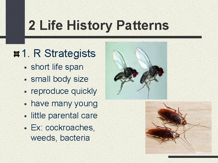 2 Life History Patterns 1. R Strategists § § § short life span small