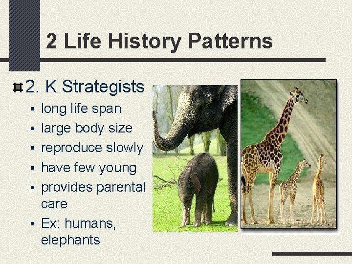 2 Life History Patterns 2. K Strategists § long life span § large body