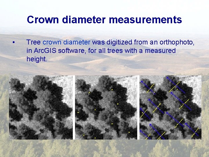 Crown diameter measurements • Tree crown diameter was digitized from an orthophoto, in Arc.