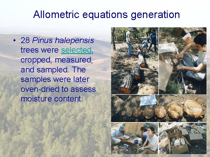 Allometric equations generation • 28 Pinus halepensis trees were selected, cropped, measured, and sampled.