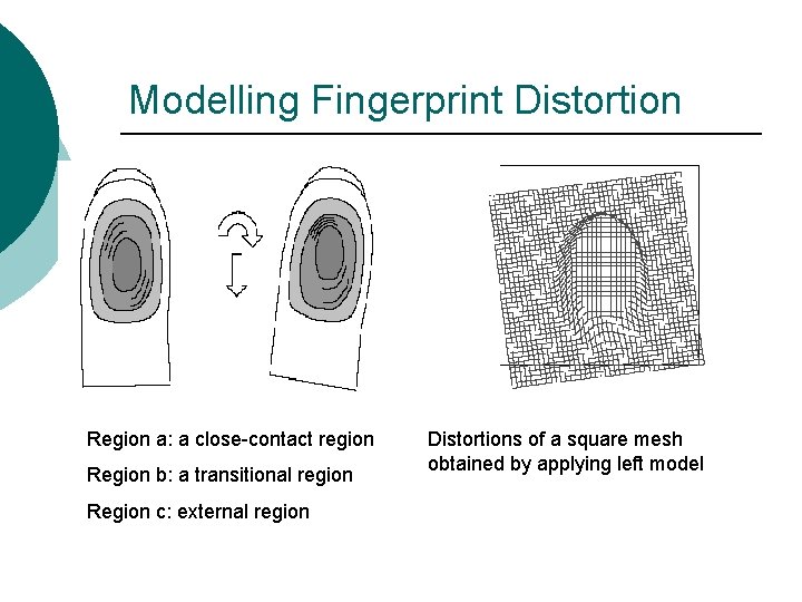 Modelling Fingerprint Distortion Region a: a close-contact region Region b: a transitional region Region