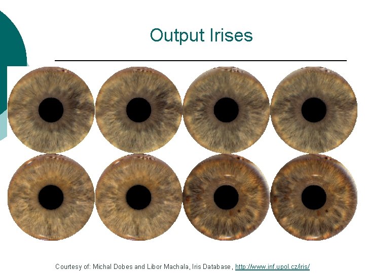 Output Irises Courtesy of: Michal Dobes and Libor Machala, Iris Database, http: //www. inf.