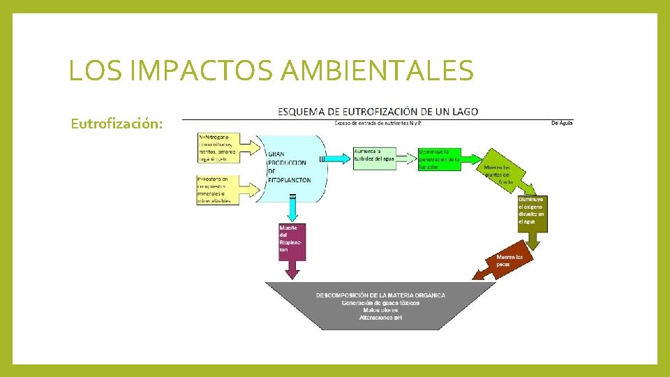 LOS IMPACTOS AMBIENTALES Eutrofización: 
