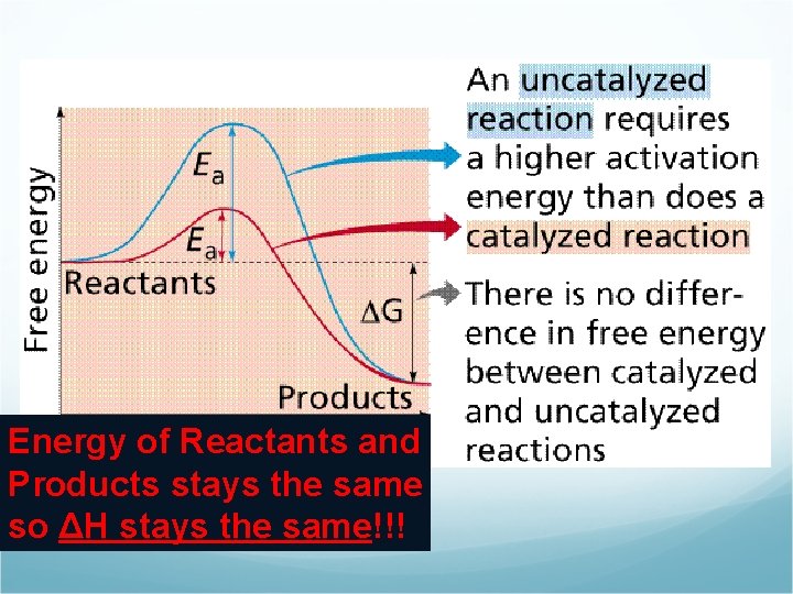 Energy of Reactants and Products stays the same so ΔH stays the same!!! 