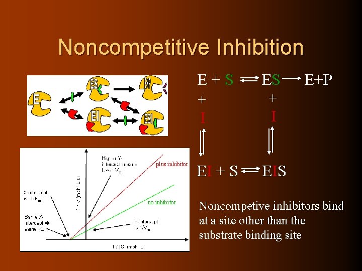 Noncompetitive Inhibition E+S plus inhibitor no inhibitor ES + + I I EI +