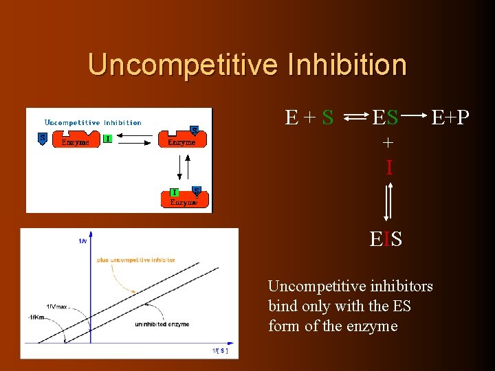 Uncompetitive Inhibition E+S ES E+P + I EIS Uncompetitive inhibitors bind only with the