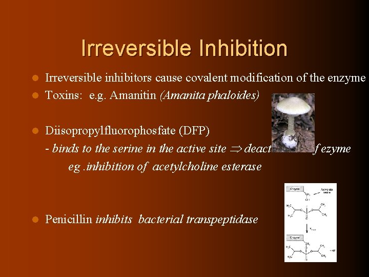 Irreversible Inhibition Irreversible inhibitors cause covalent modification of the enzyme l Toxins: e. g.