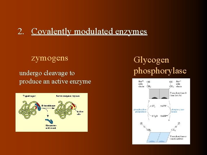 2. Covalently modulated enzymes zymogens undergo cleavage to produce an active enzyme Glycogen phosphorylase