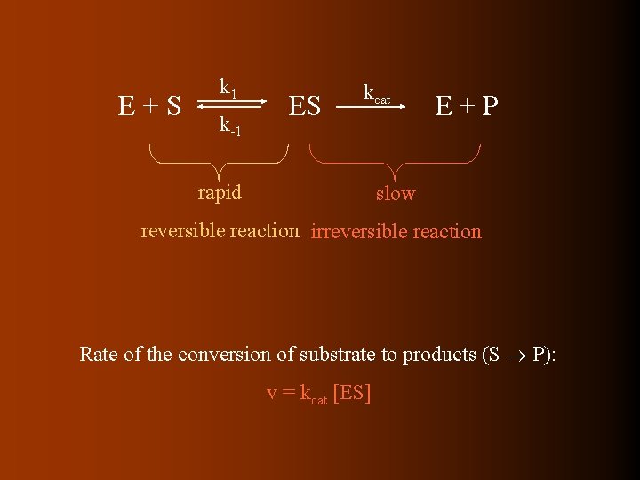 E+S k 1 k-1 ES kcat rapid E+P slow reversible reaction irreversible reaction Rate