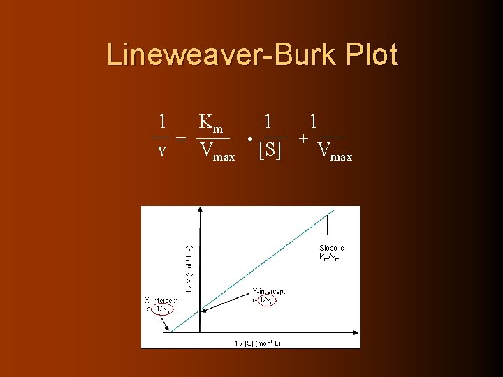 Lineweaver-Burk Plot 1 Km 1 1 = • + v Vmax [S] Vmax 