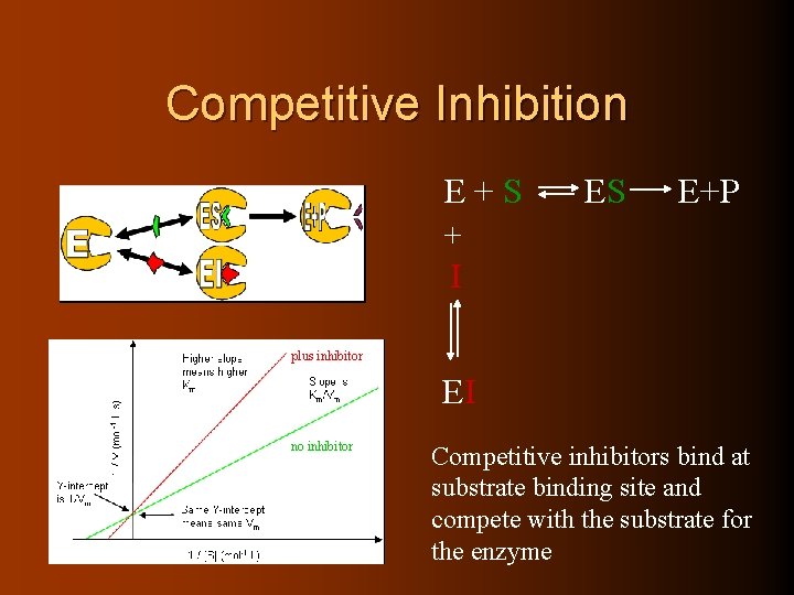 Competitive Inhibition E+S ES E+P + I plus inhibitor EI no inhibitor Competitive inhibitors