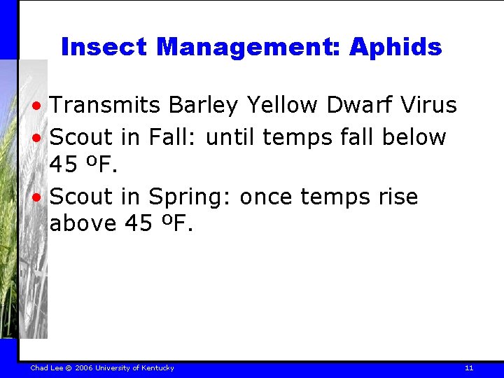 Insect Management: Aphids • Transmits Barley Yellow Dwarf Virus • Scout in Fall: until