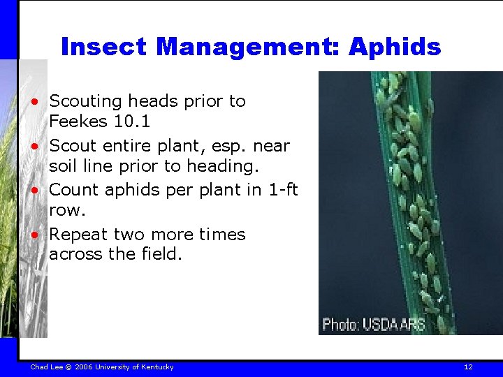 Insect Management: Aphids • Scouting heads prior to Feekes 10. 1 • Scout entire