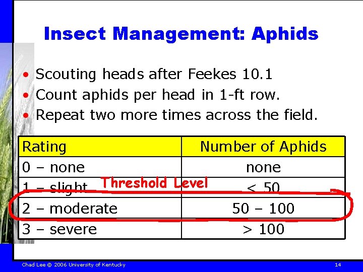 Insect Management: Aphids • Scouting heads after Feekes 10. 1 • Count aphids per